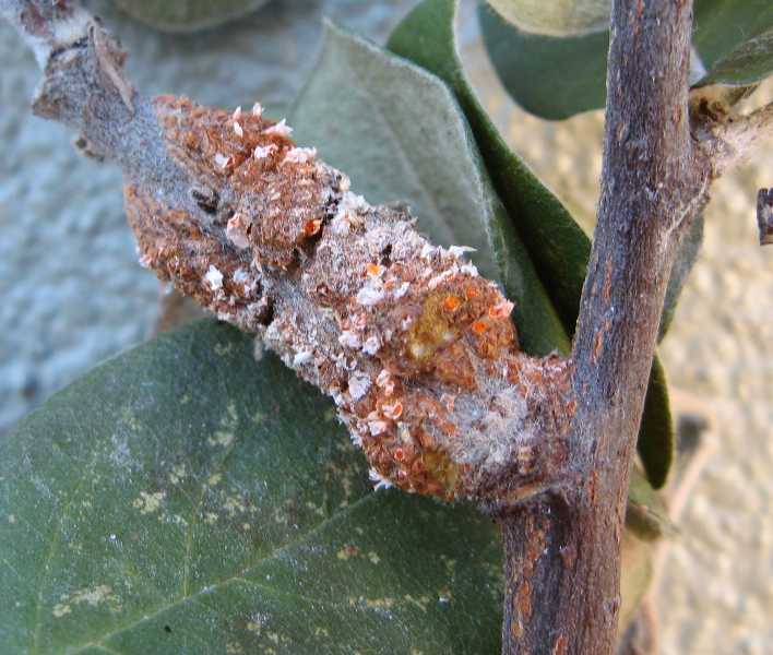 CedarQuince Rust